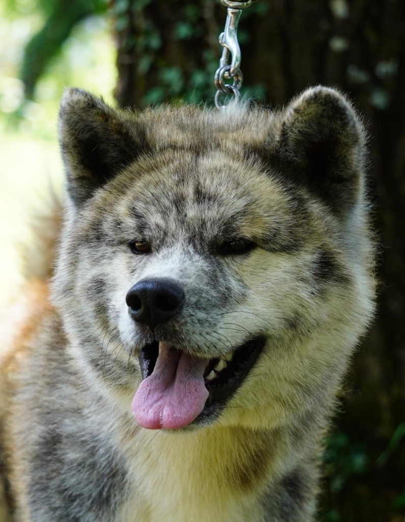 Shinnosuke de la Pluie de Loups