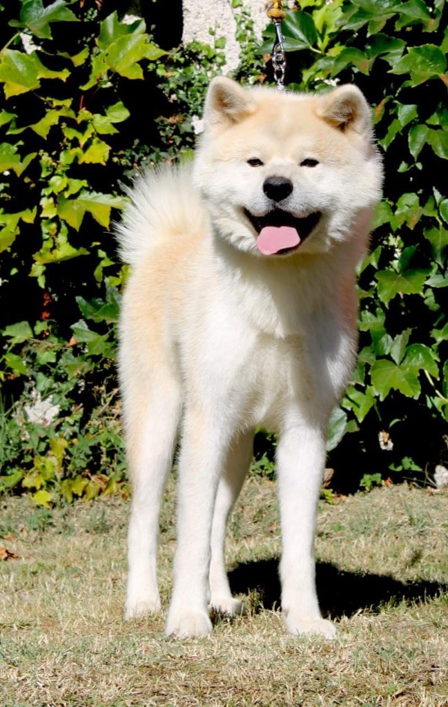 Ogosoka of Neko-Ken