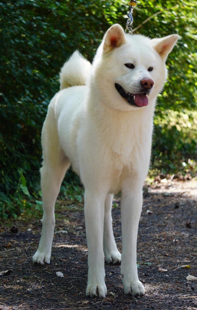 Toshiro de la Pluie de Loups