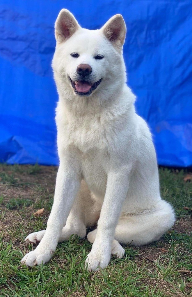 Tomiko de la Pluie de Loups